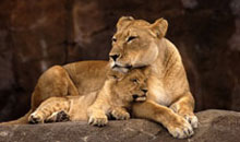 Zoo Salzburg