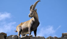 Zoo Salzburg