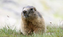 Freizeit- und Tierpark Untertauern